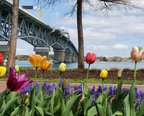 Tulips along the river with the bridge in the background