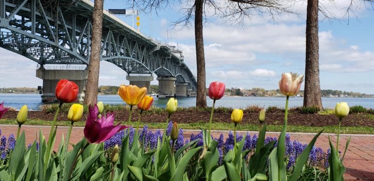 Tulips along the river with the bridge in the background