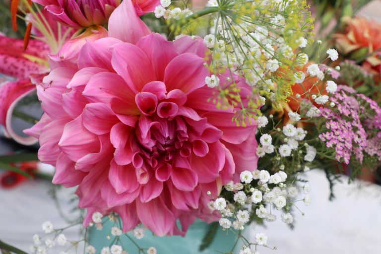 Closeup of a beautiful pink flower