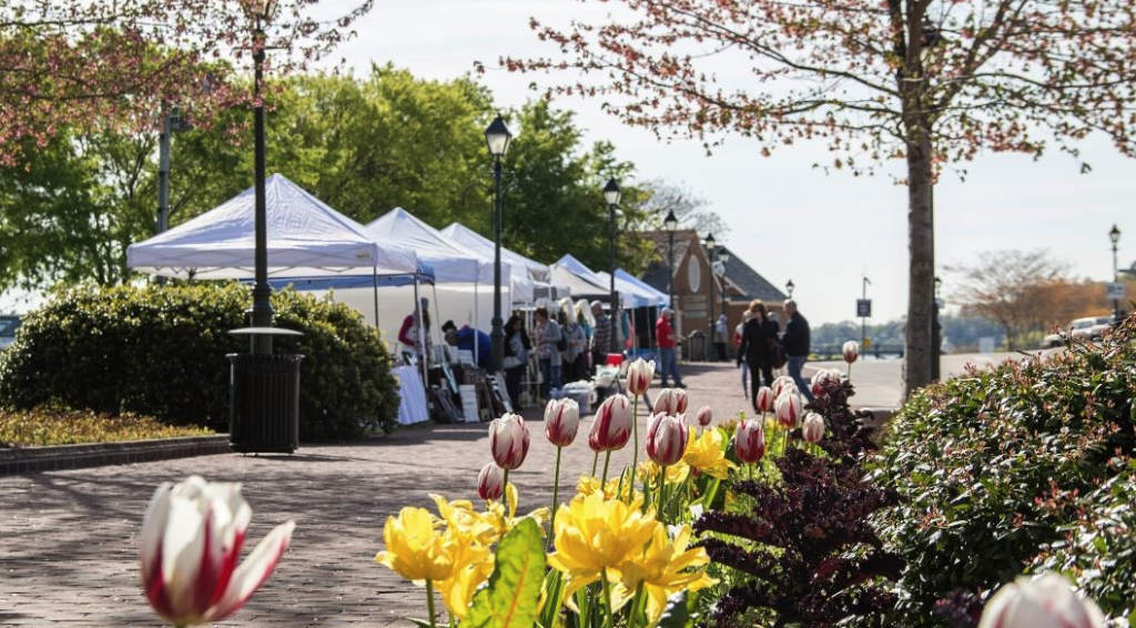 View of Yorktown market with white marquees and tulips